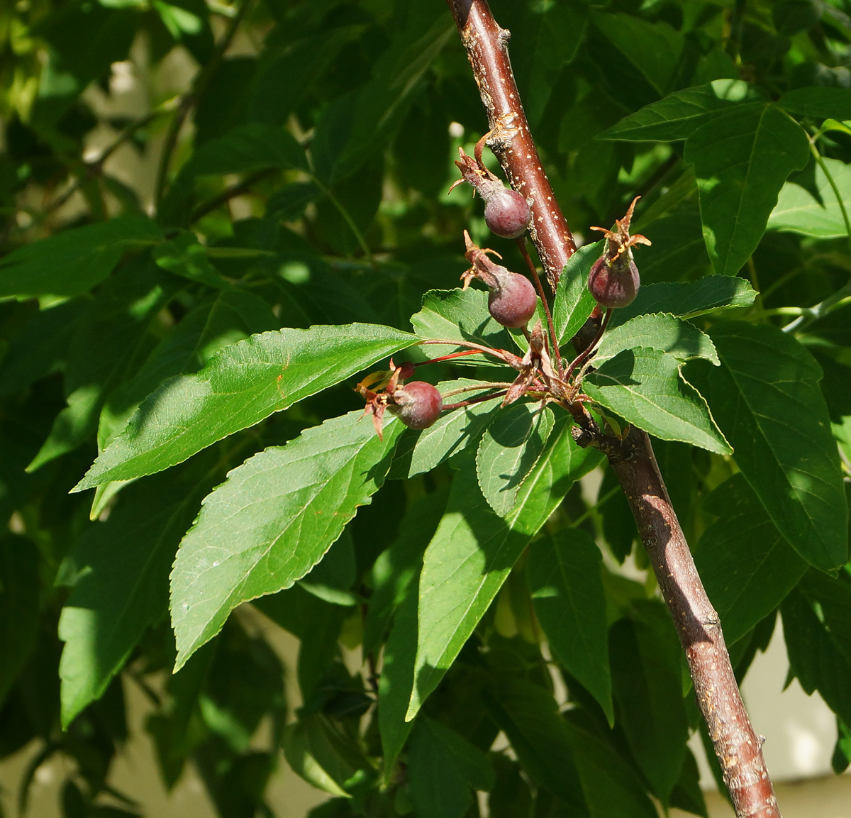 Изображение особи род Malus.