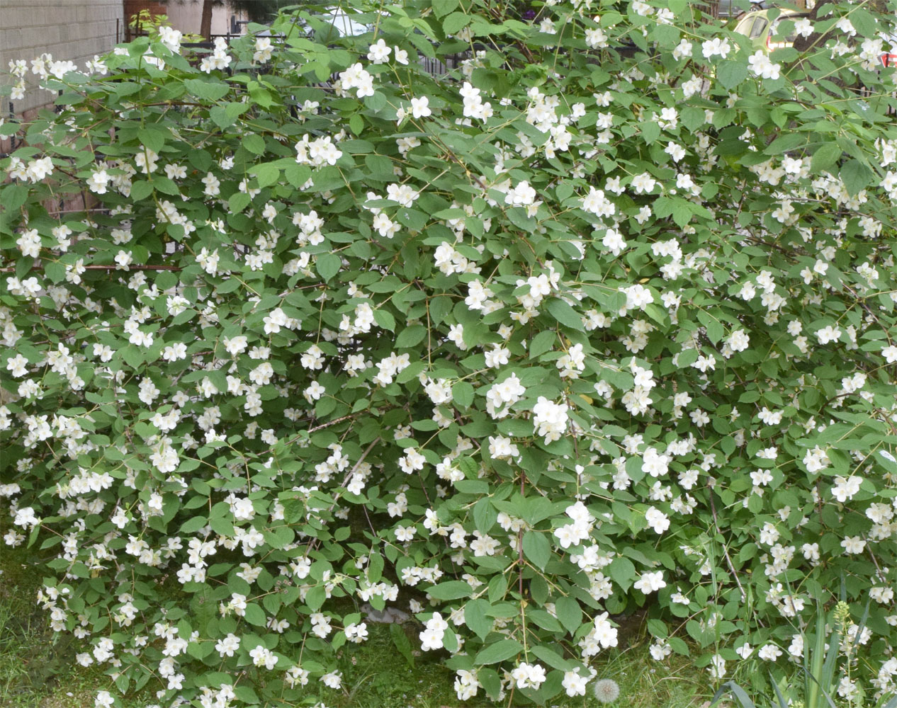 Image of Philadelphus coronarius specimen.