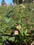 Galium boreale. Верхушка растения с бутонами. Свердловская обл., окр. г. Североуральск, известняковая скала, южная сторона. 26.06.2010.