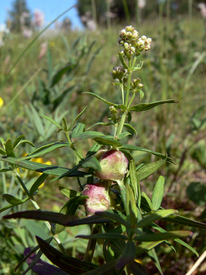 Image of Galium boreale specimen.