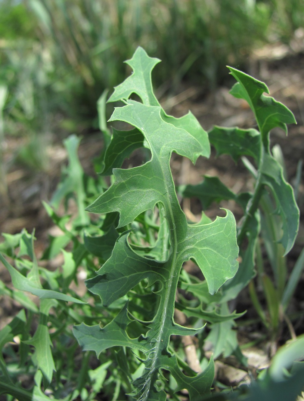 Изображение особи семейство Asteraceae.