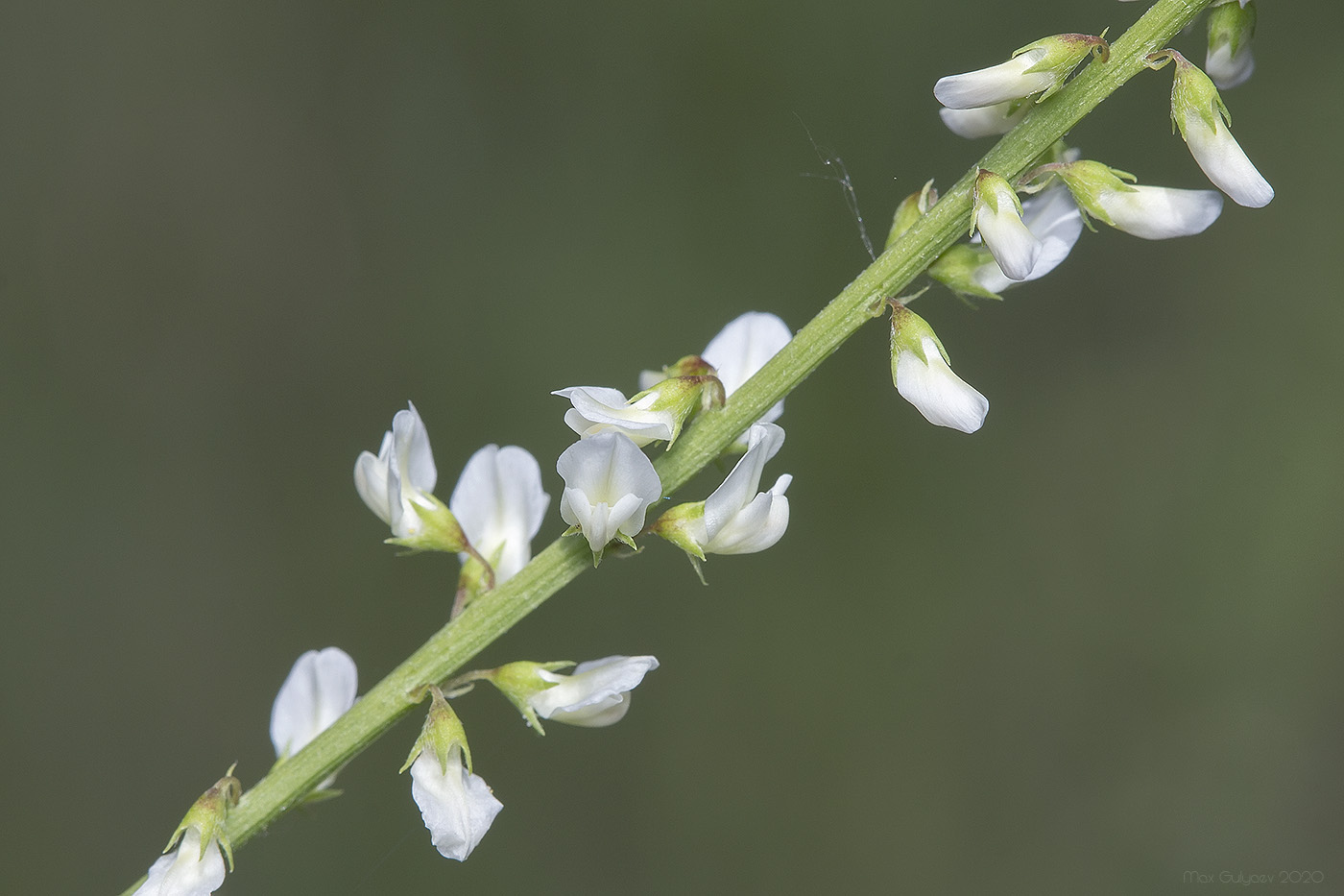 Image of Melilotus albus specimen.