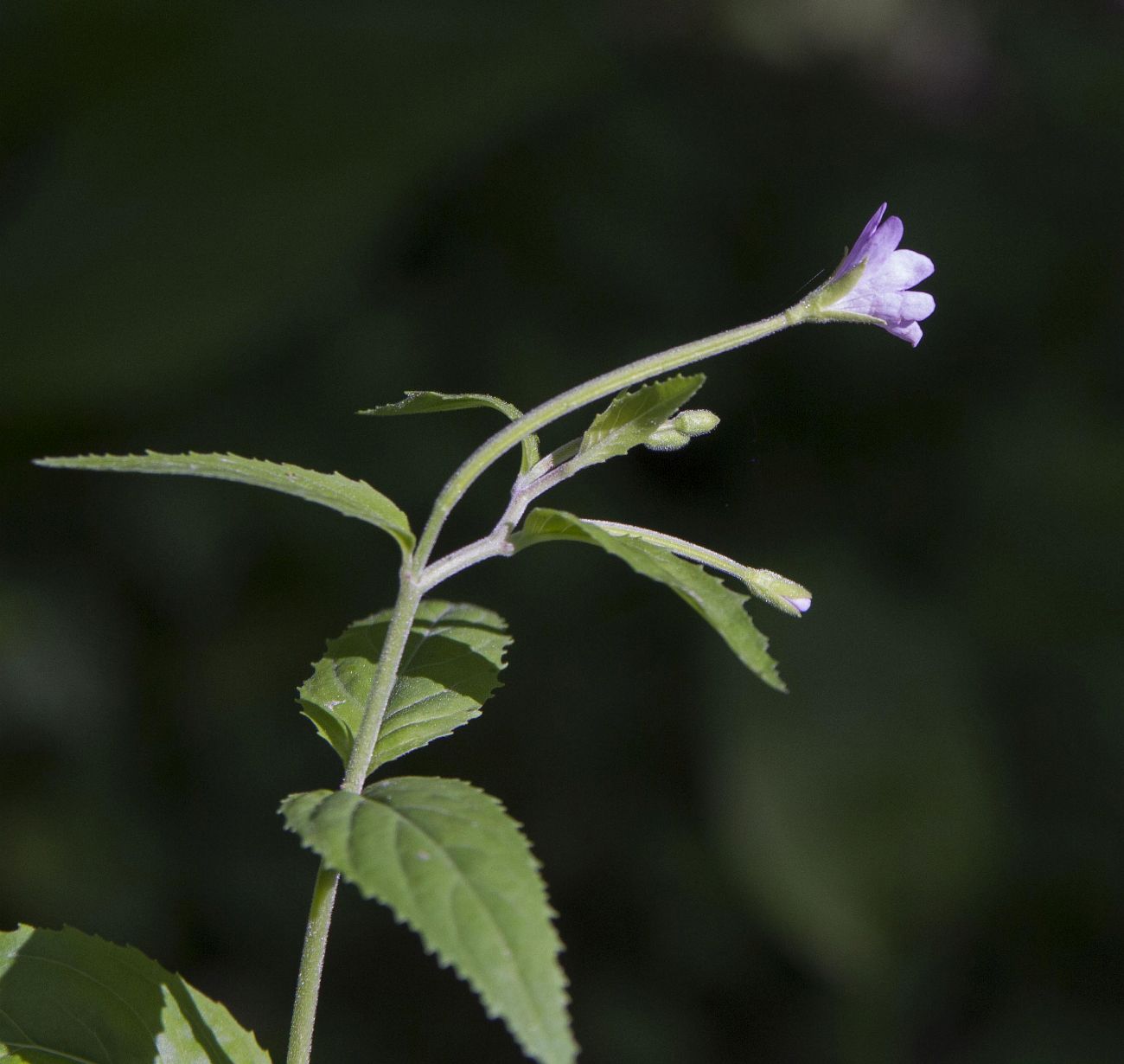 Изображение особи Epilobium montanum.