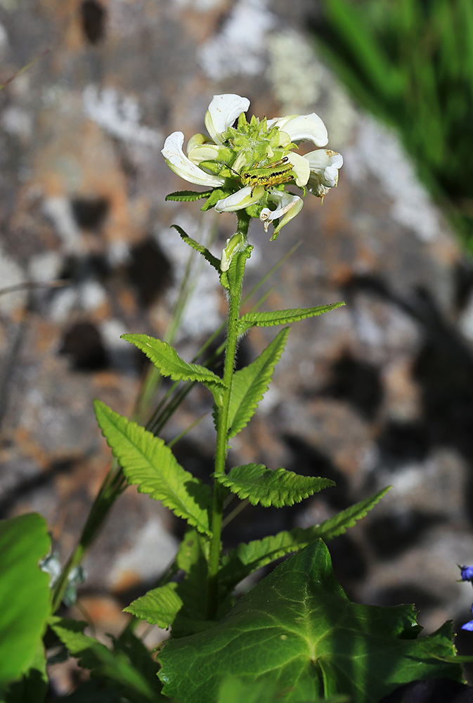 Image of Pedicularis resupinata specimen.