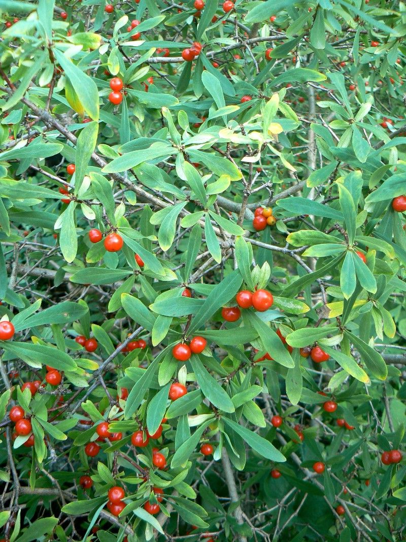 Image of Daphne giraldii specimen.