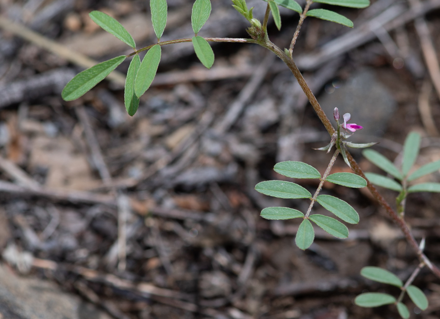 Изображение особи Tephrosia purpurea.