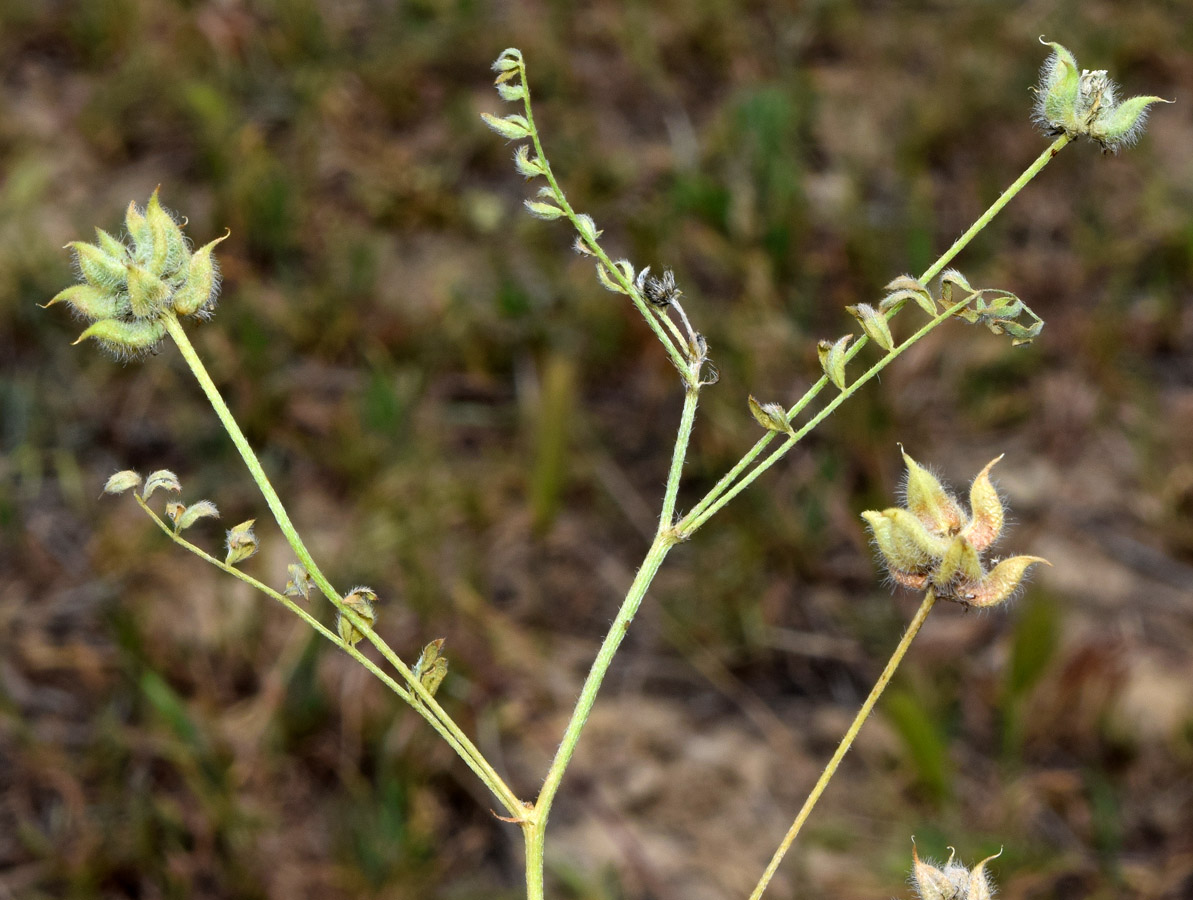 Image of Astragalus filicaulis specimen.