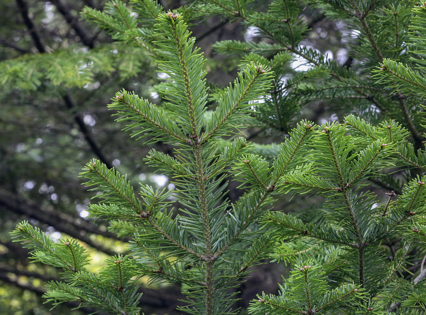 Изображение особи Abies nephrolepis.