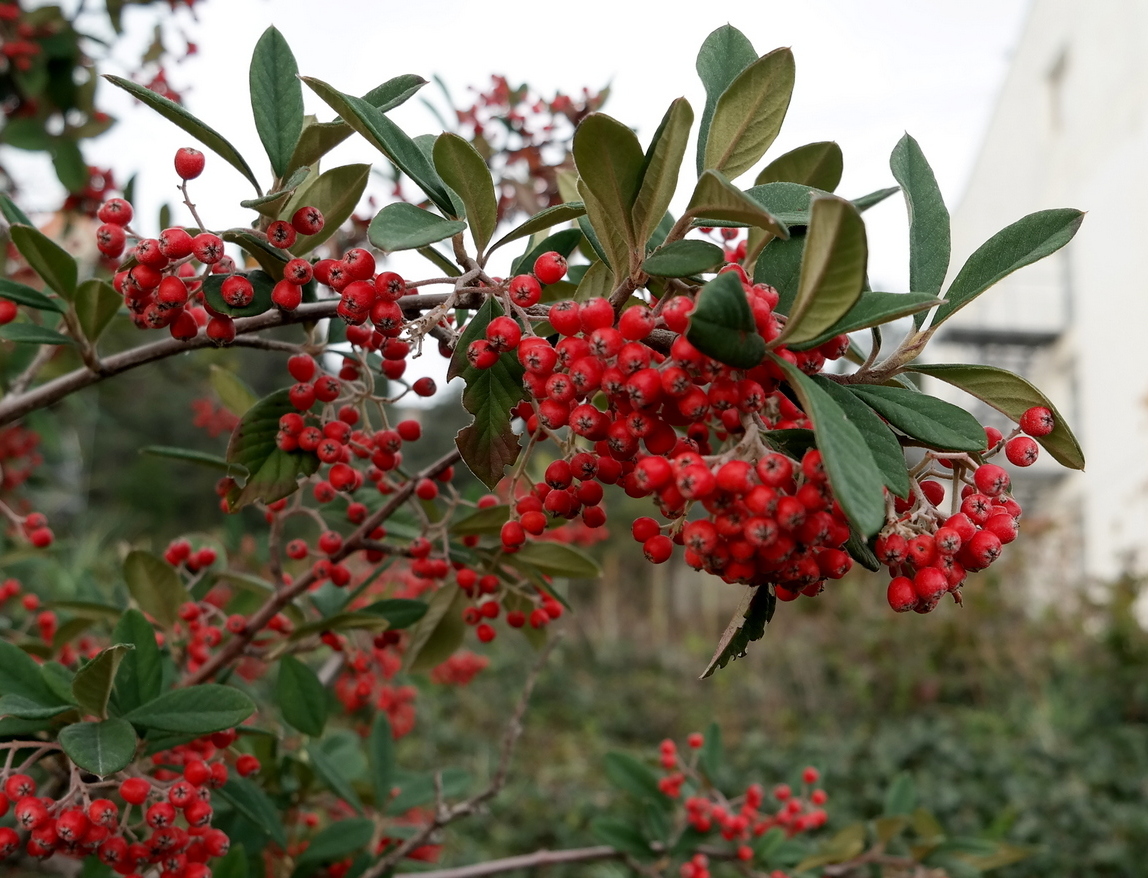 Изображение особи род Cotoneaster.