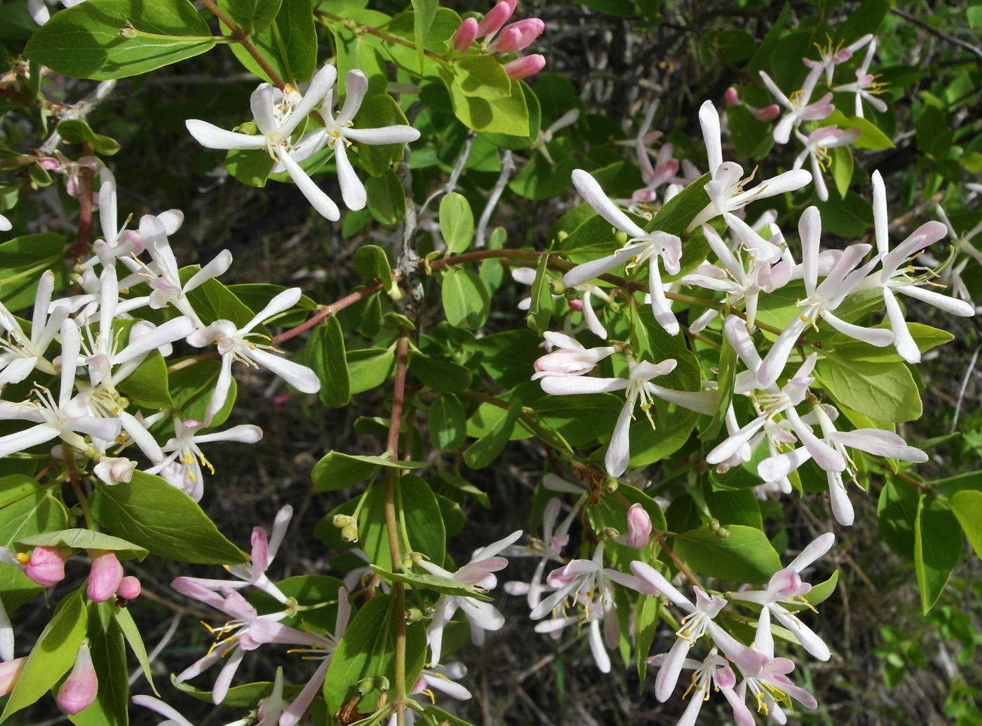 Image of Lonicera tatarica specimen.