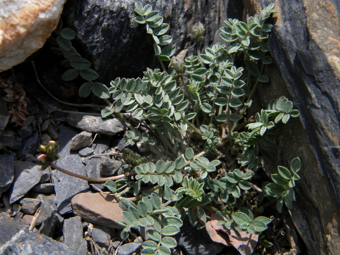 Изображение особи Oxytropis pauciflora.