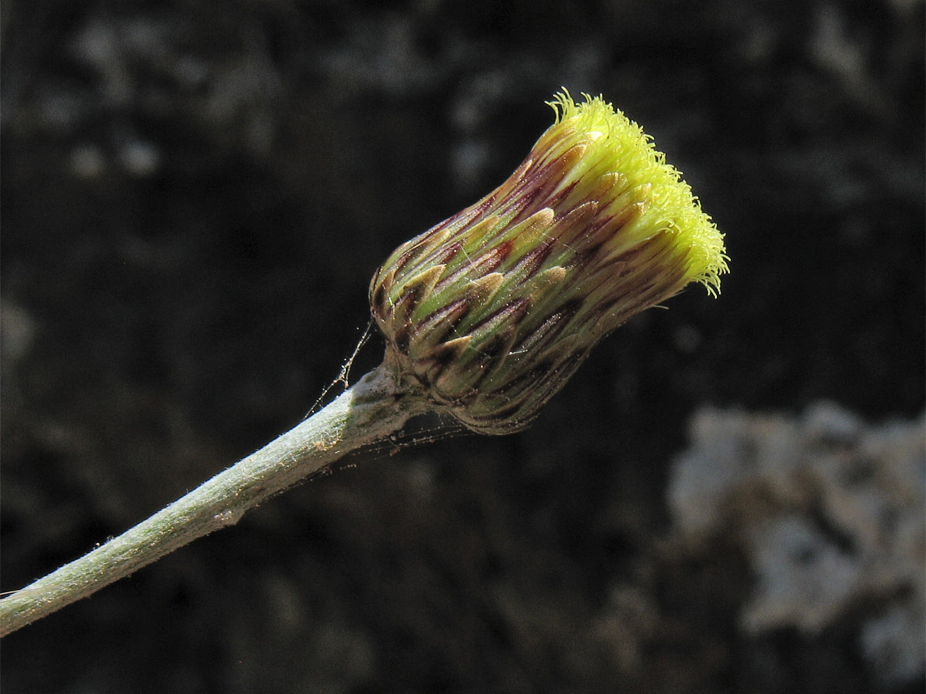 Image of Phagnalon rupestre ssp. graecum specimen.