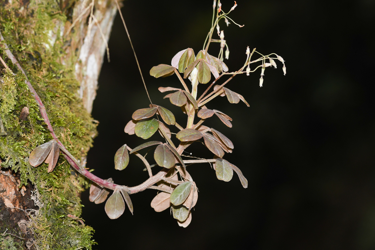 Image of genus Oxalis specimen.