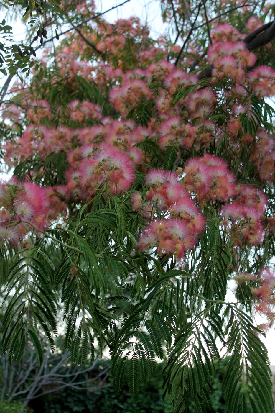 Image of Albizia julibrissin specimen.