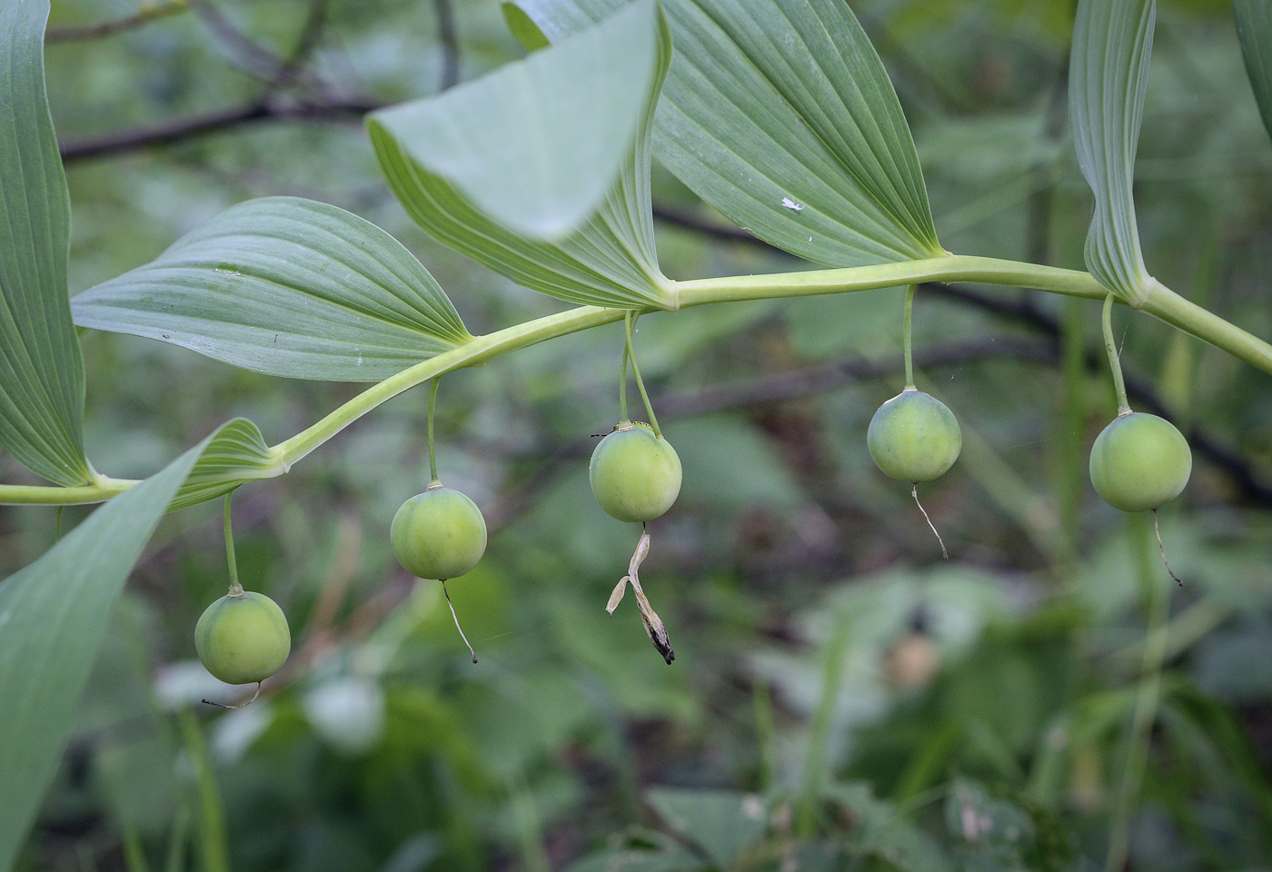 Image of Polygonatum odoratum specimen.