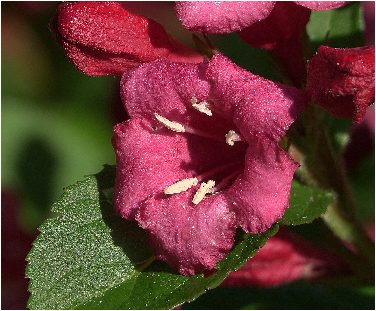 Image of Weigela hybrida specimen.