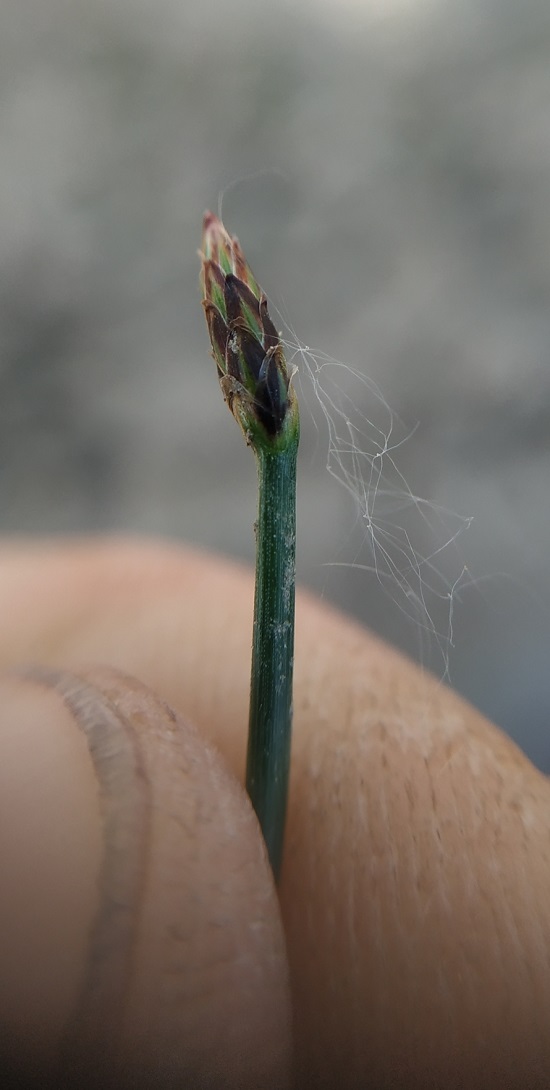 Изображение особи Eleocharis palustris.