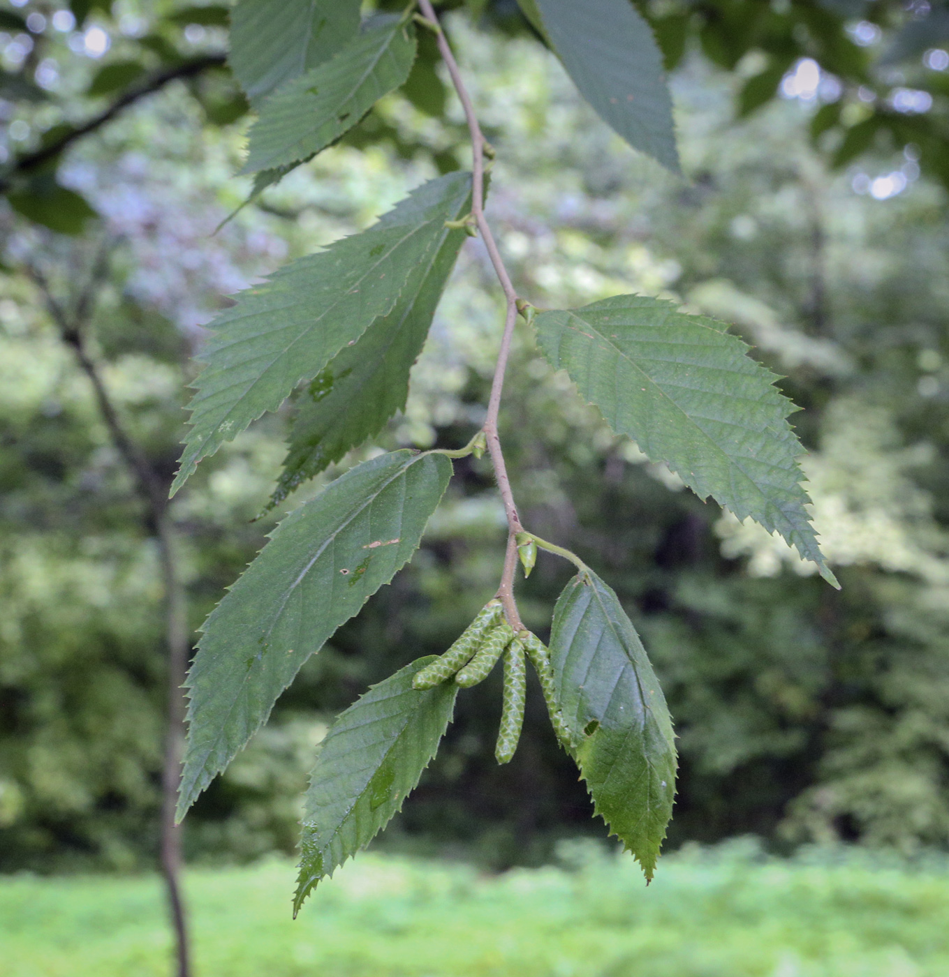 Image of Betula lenta specimen.