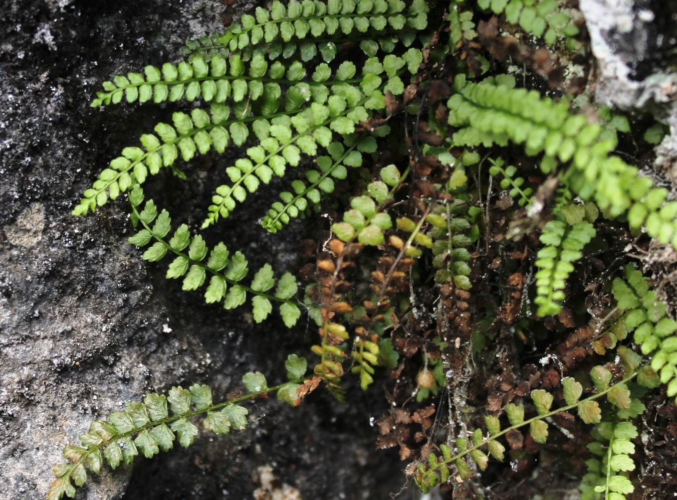 Image of Asplenium viride specimen.