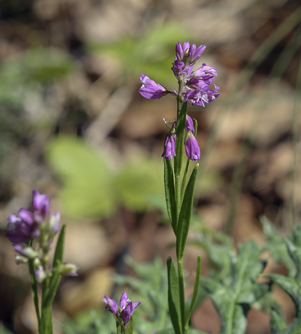 Изображение особи Polygala comosa.