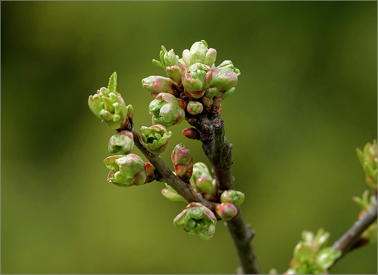 Изображение особи Cerasus vulgaris.