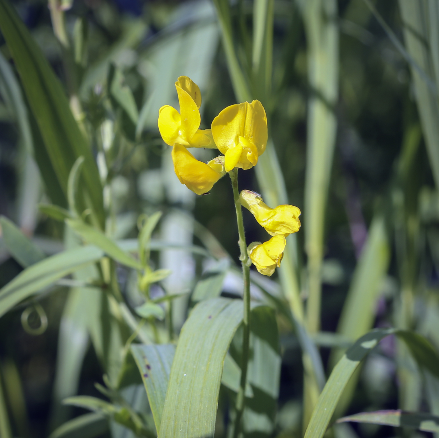 Image of Lathyrus pratensis specimen.