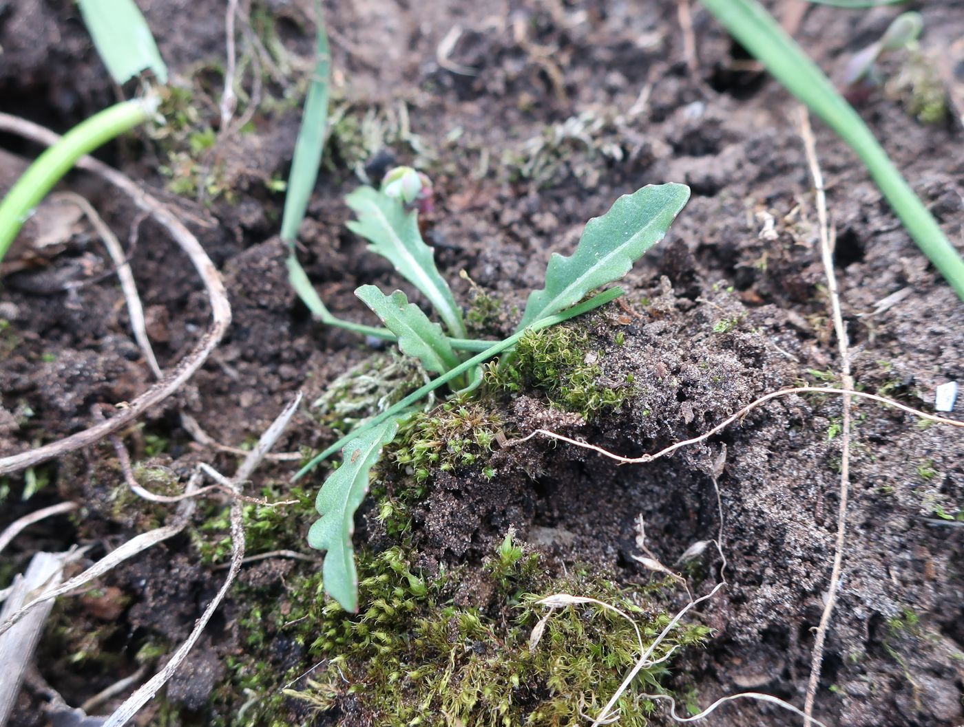 Изображение особи Eruca sativa.