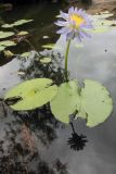 Nymphaea nouchali variety caerulea. Цветущее растение. Северная Австралия, национальный парк \"Nitmiluk\", водопады Edith. 17.12.2010.