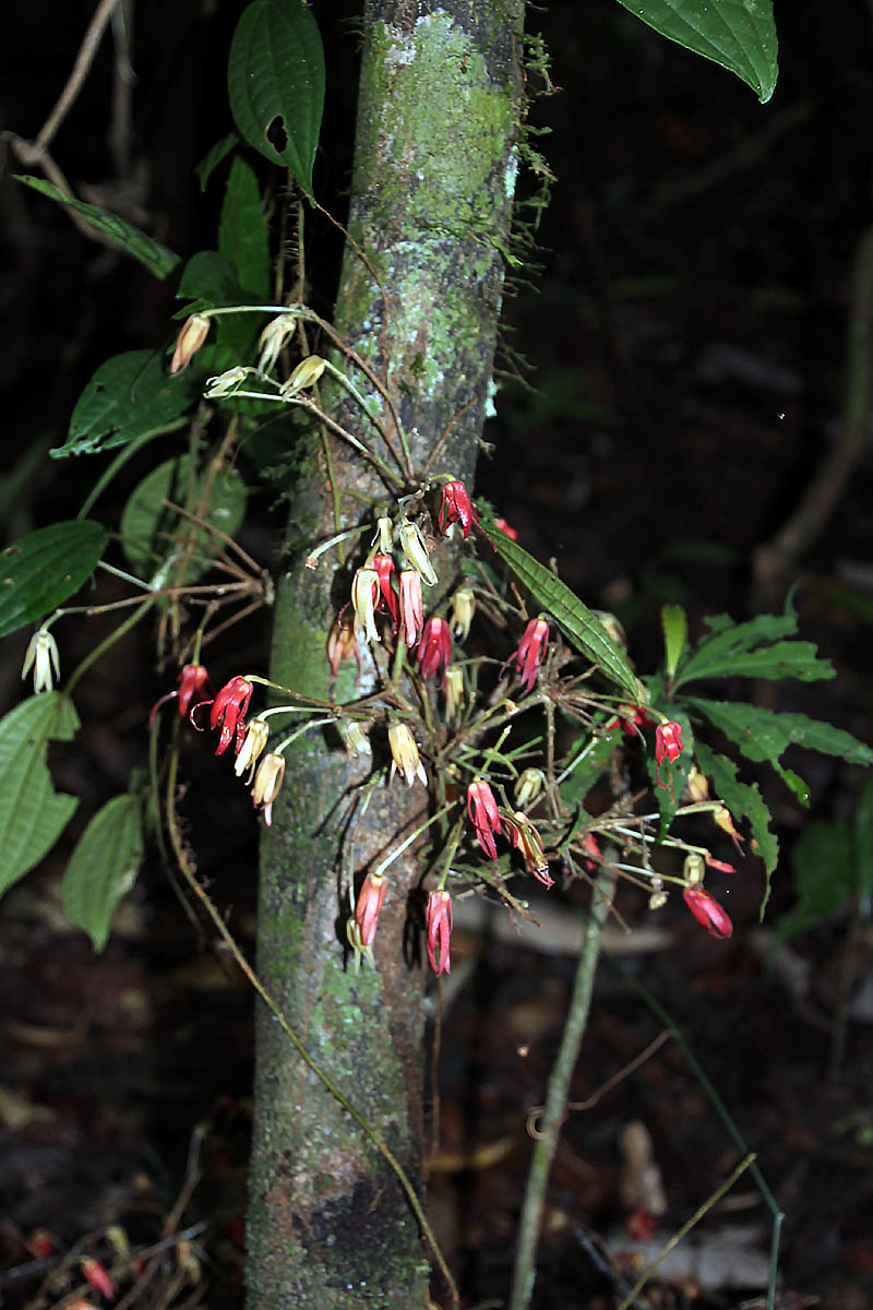 Изображение особи семейство Annonaceae.