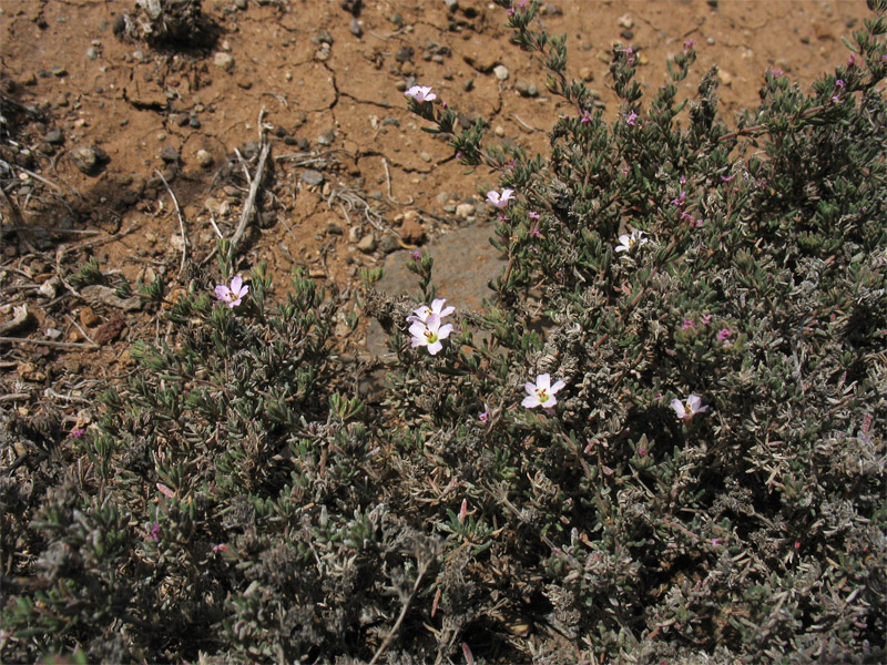 Image of Frankenia capitata specimen.