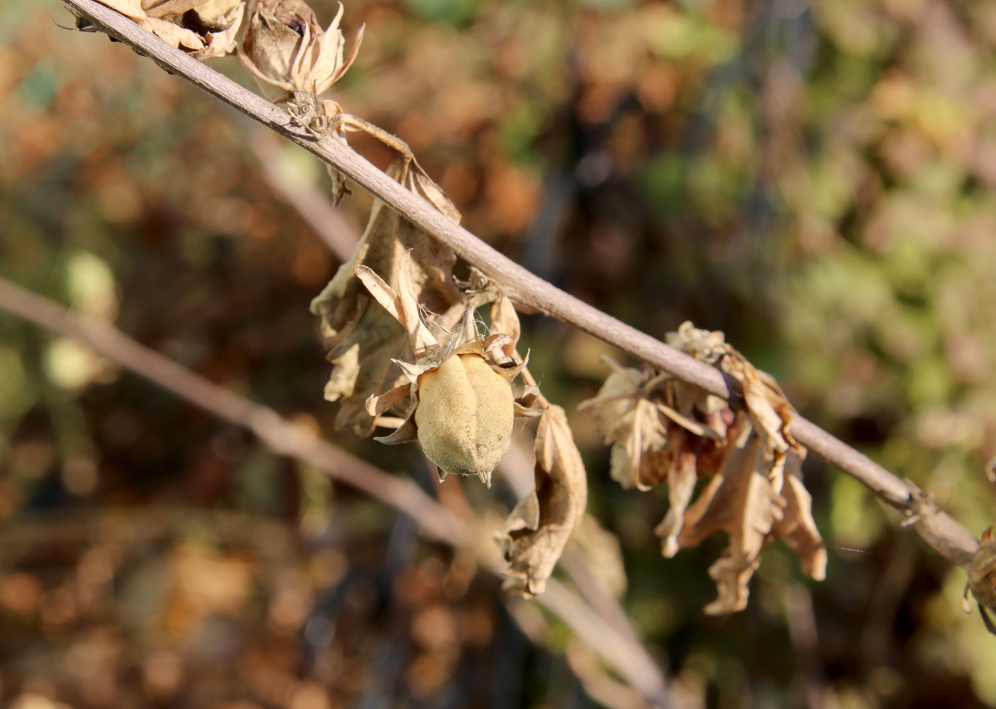 Image of Hibiscus syriacus specimen.