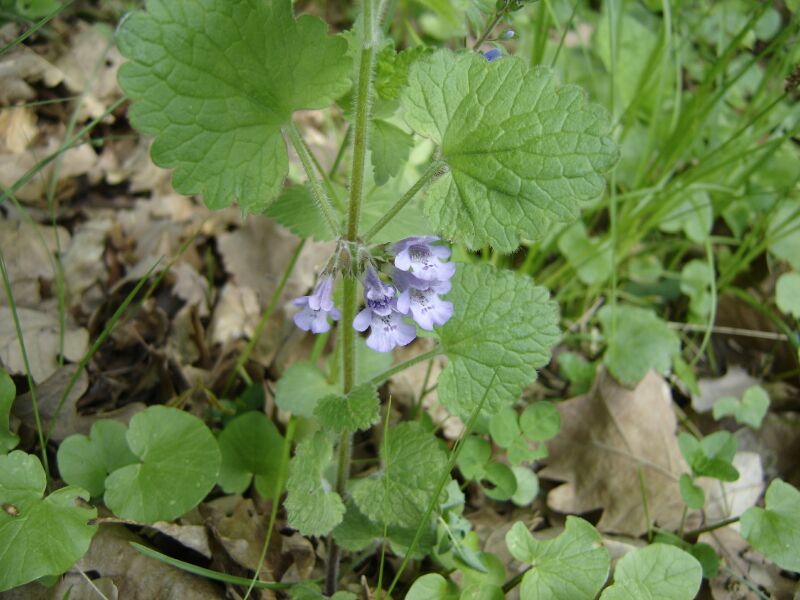 Image of Glechoma hederacea specimen.