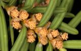 Смотреть изображение Taxus × media