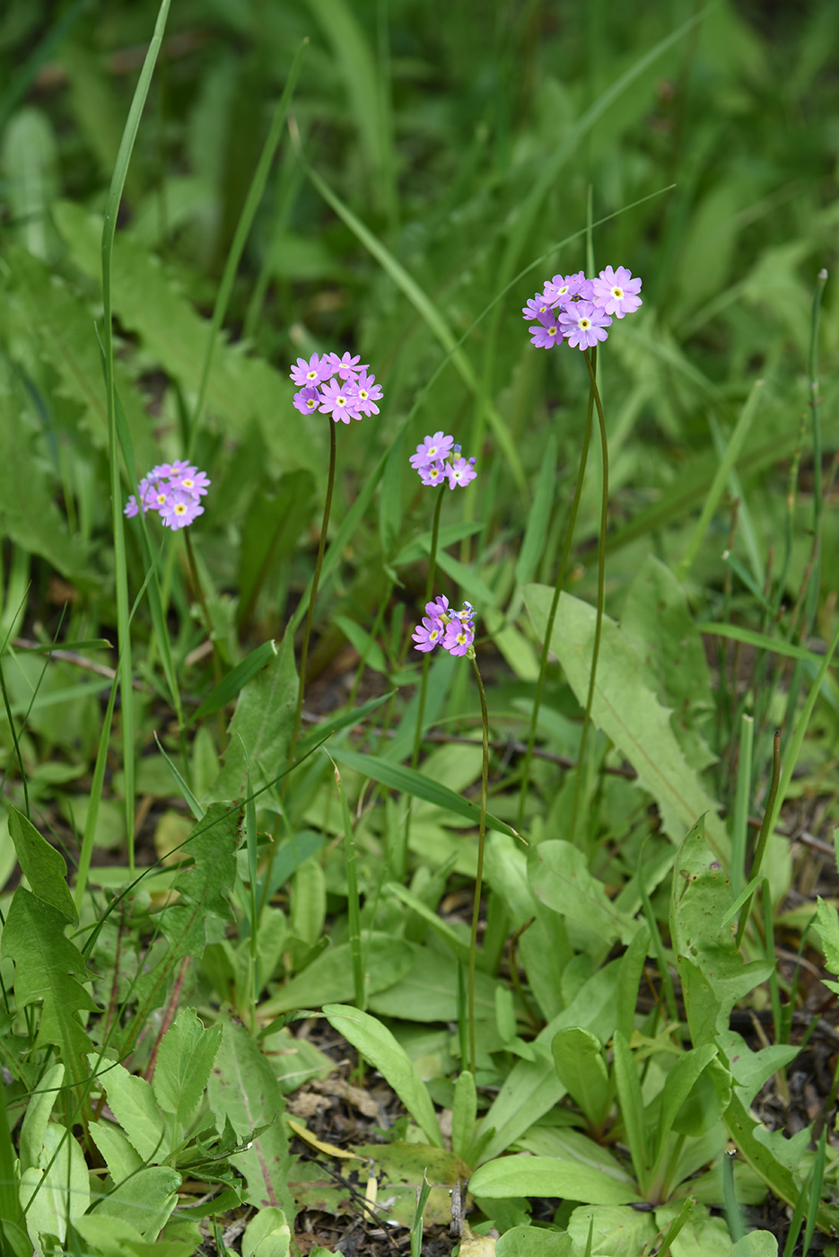 Image of Primula longiscapa specimen.