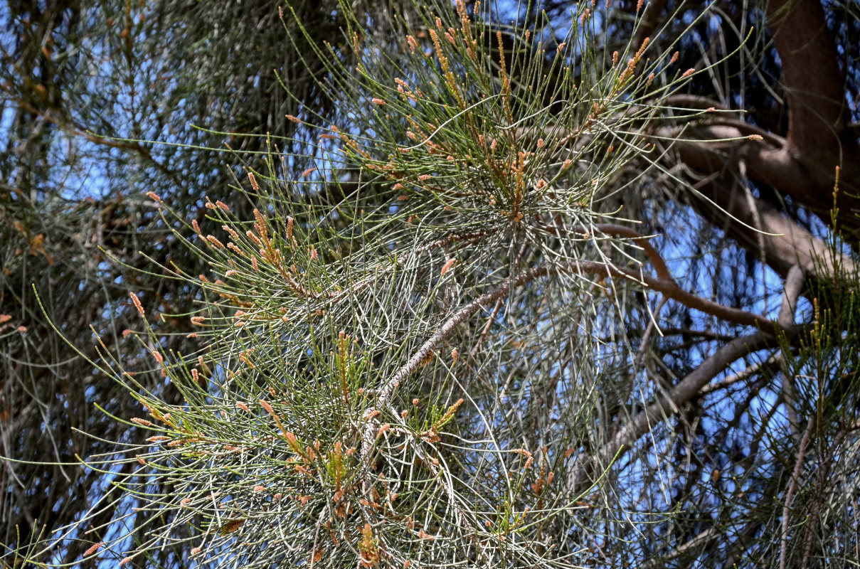Изображение особи Casuarina equisetifolia.