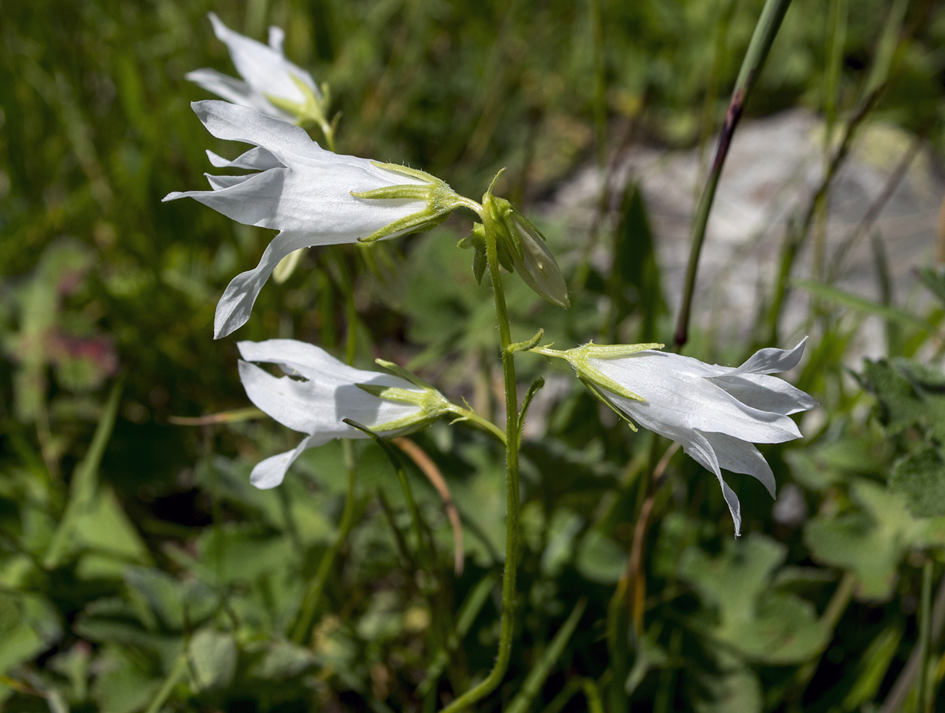 Изображение особи Campanula collina.