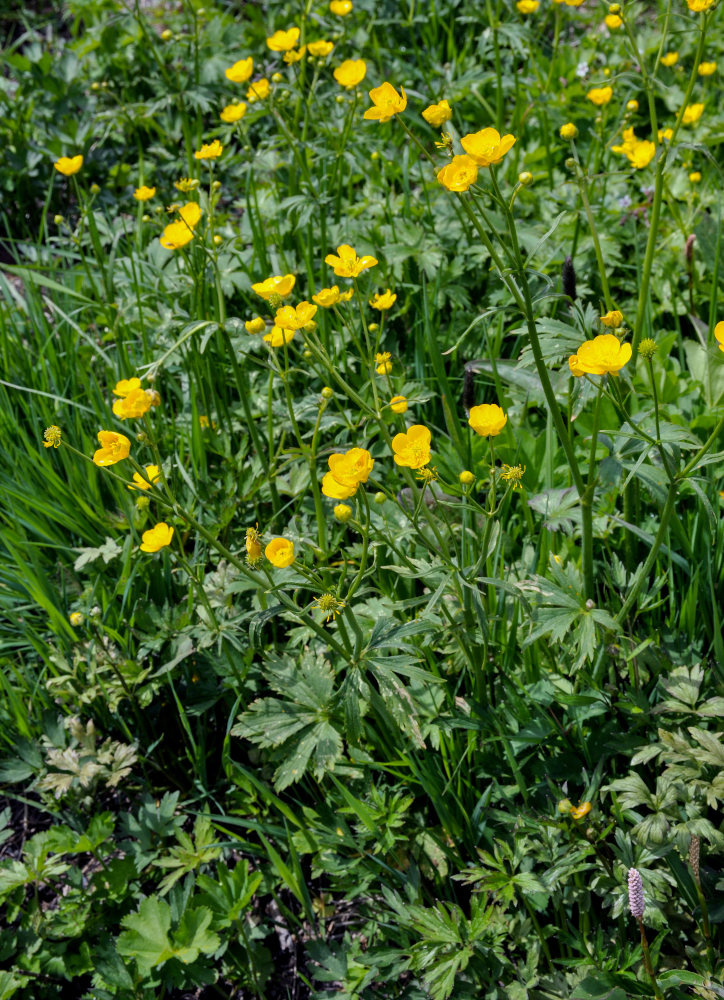 Image of Ranunculus grandifolius specimen.