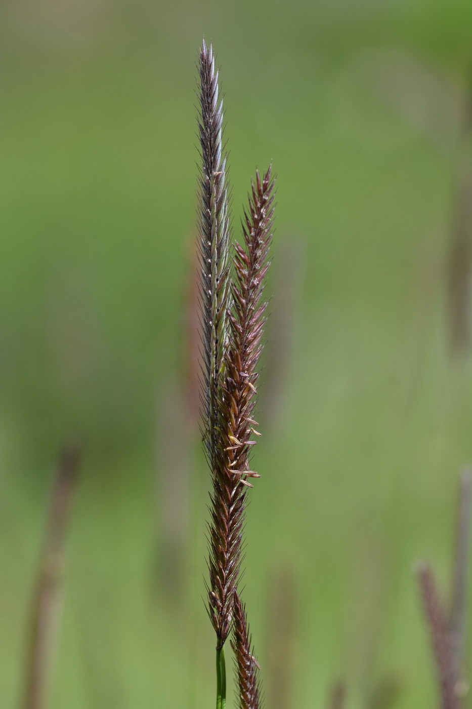 Image of Hordeum nevskianum specimen.