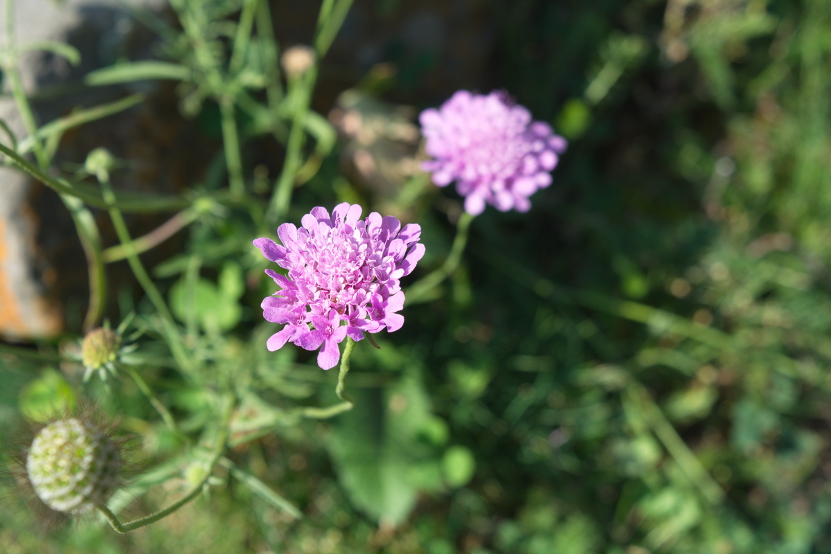 Image of Scabiosa owerinii specimen.