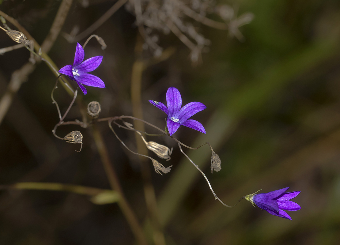 Image of Campanula patula specimen.