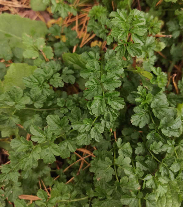 Image of Cardamine impatiens specimen.