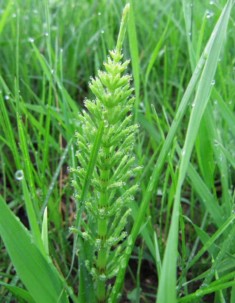 Изображение особи Equisetum arvense.