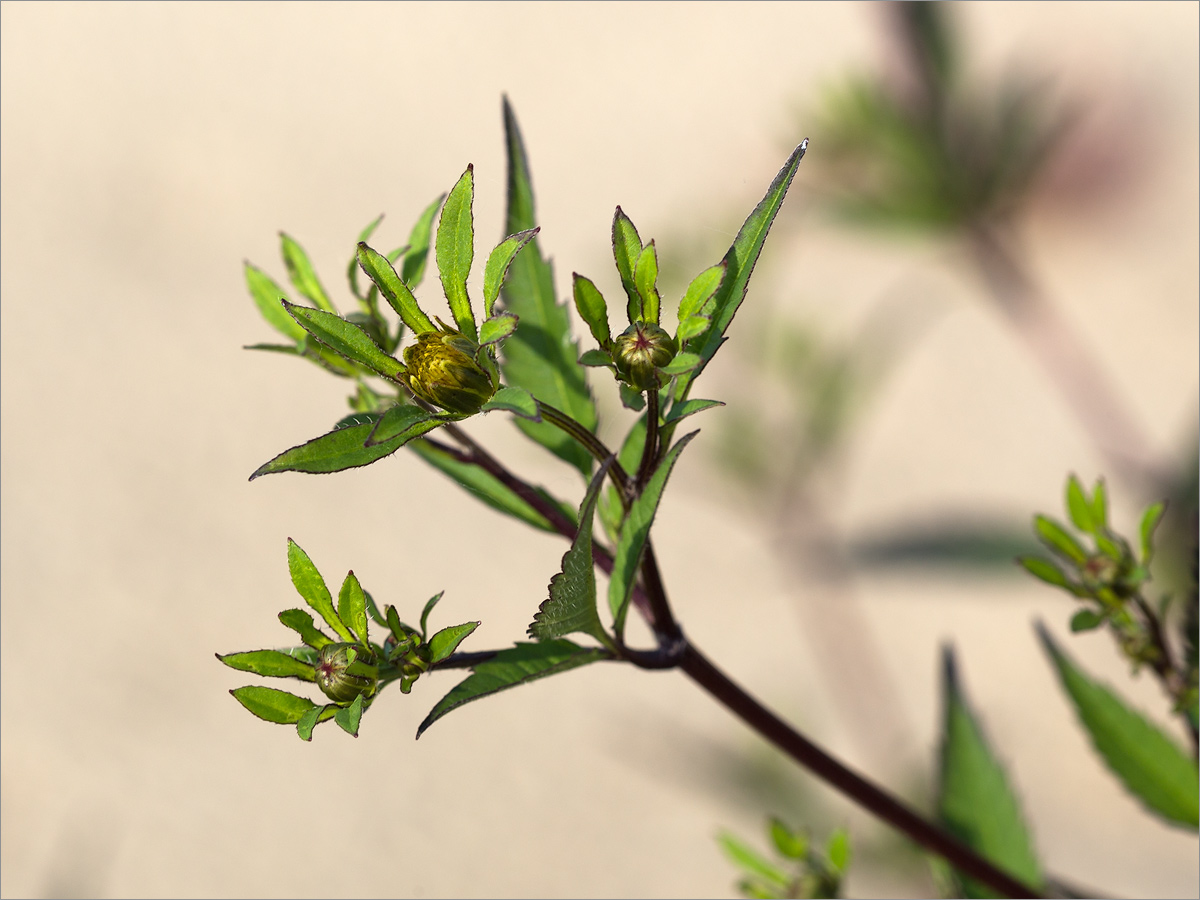 Image of Bidens frondosa specimen.