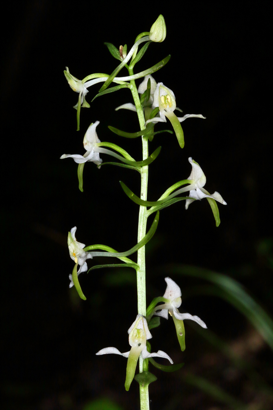 Image of Platanthera &times; hybrida specimen.