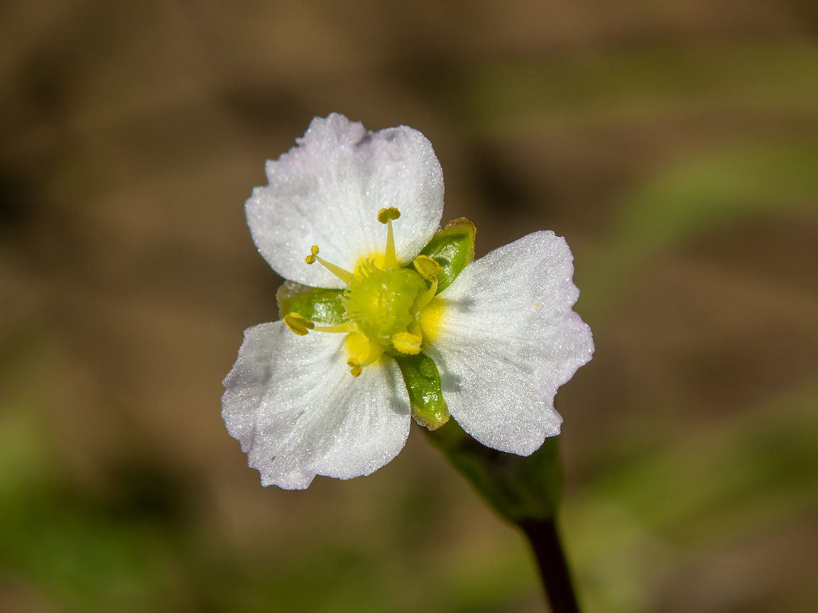 Image of Alisma plantago-aquatica specimen.