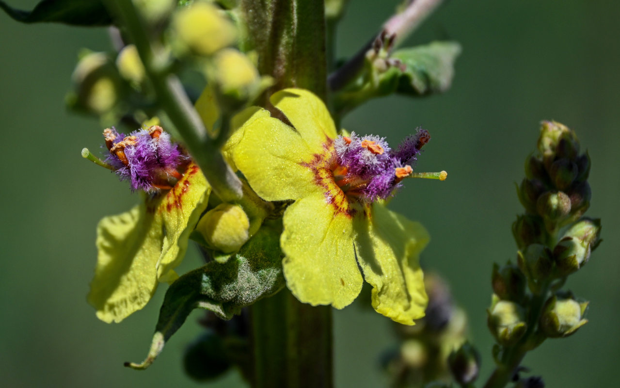 Image of Verbascum pyramidatum specimen.