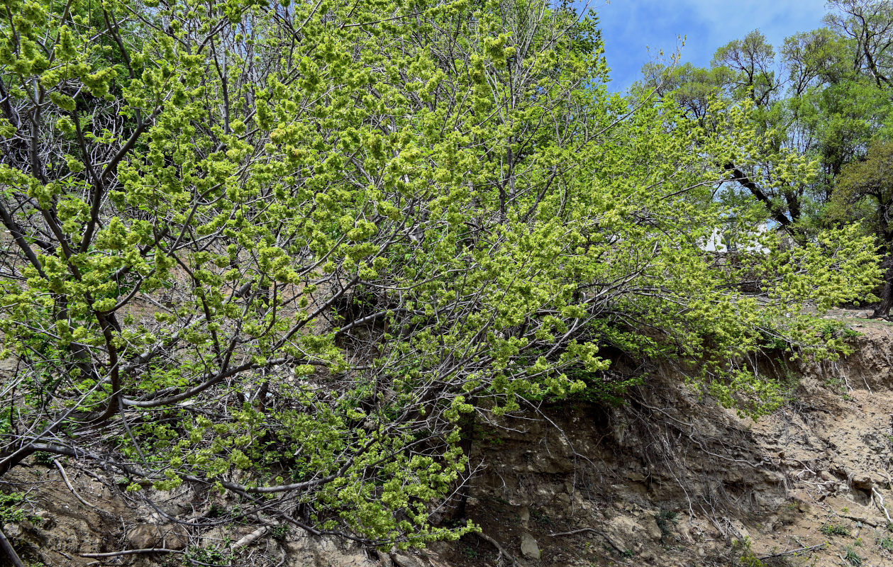 Image of Ulmus minor specimen.