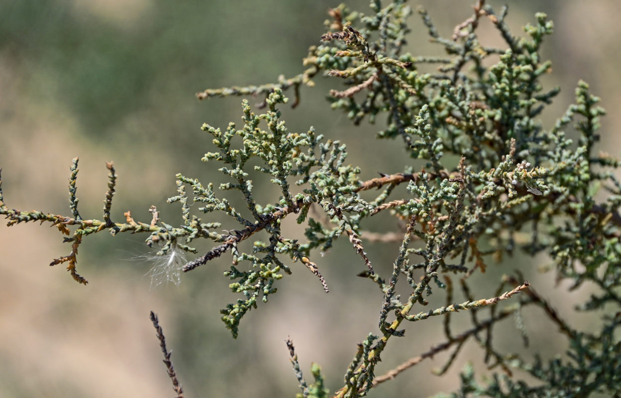 Image of genus Tamarix specimen.