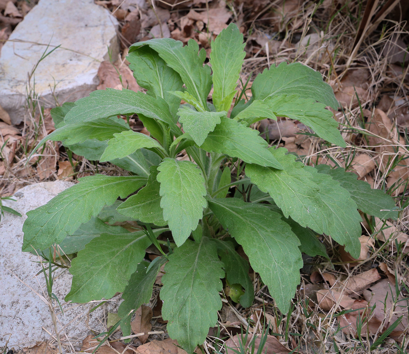 Image of genus Stenactis specimen.