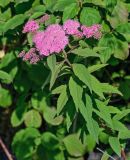 Spiraea japonica. Верхушка ветви с соцветиями. Грузия, Аджария, г. Батуми, в культуре. 17.06.2023.